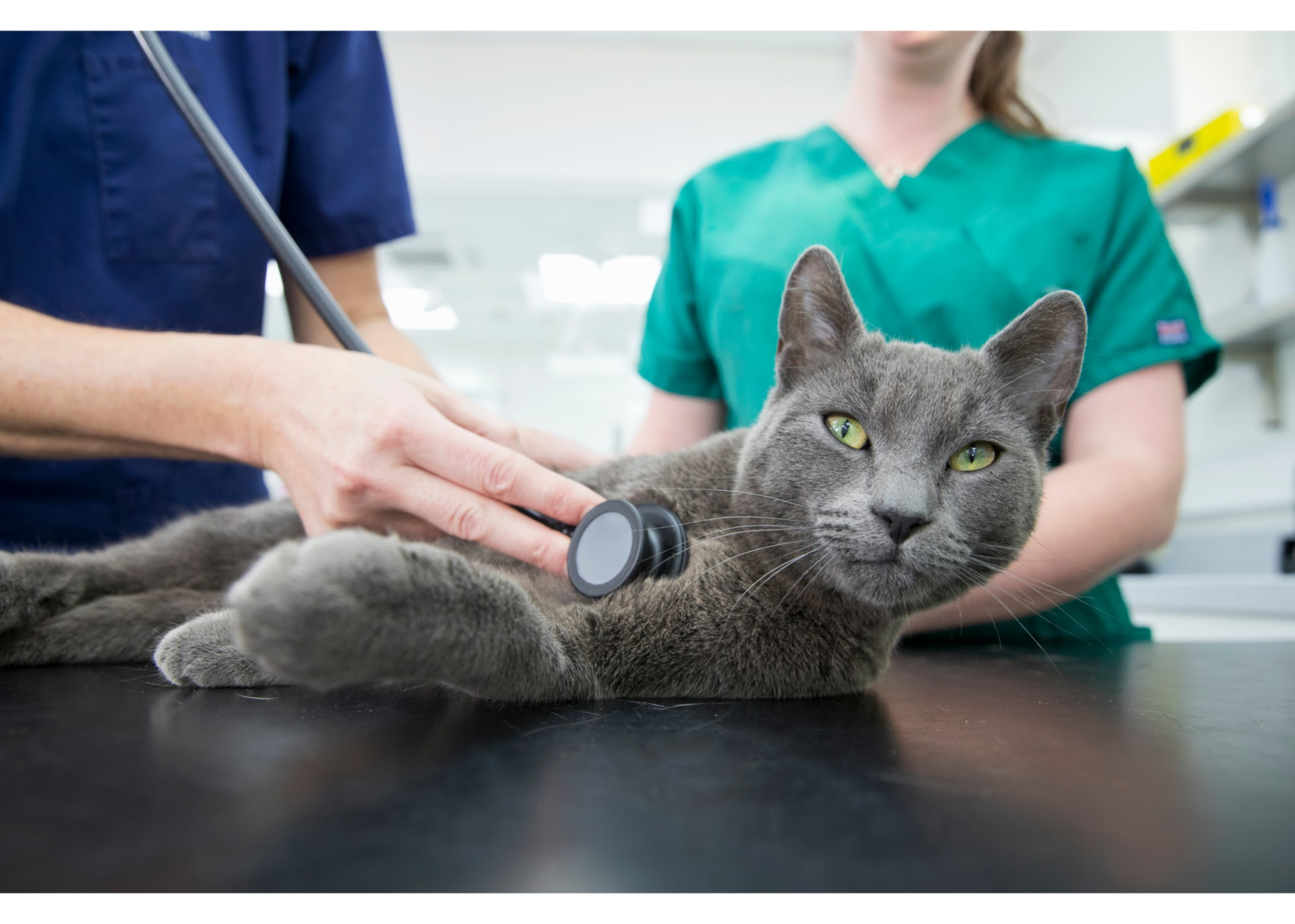 What Is Pet Medicine